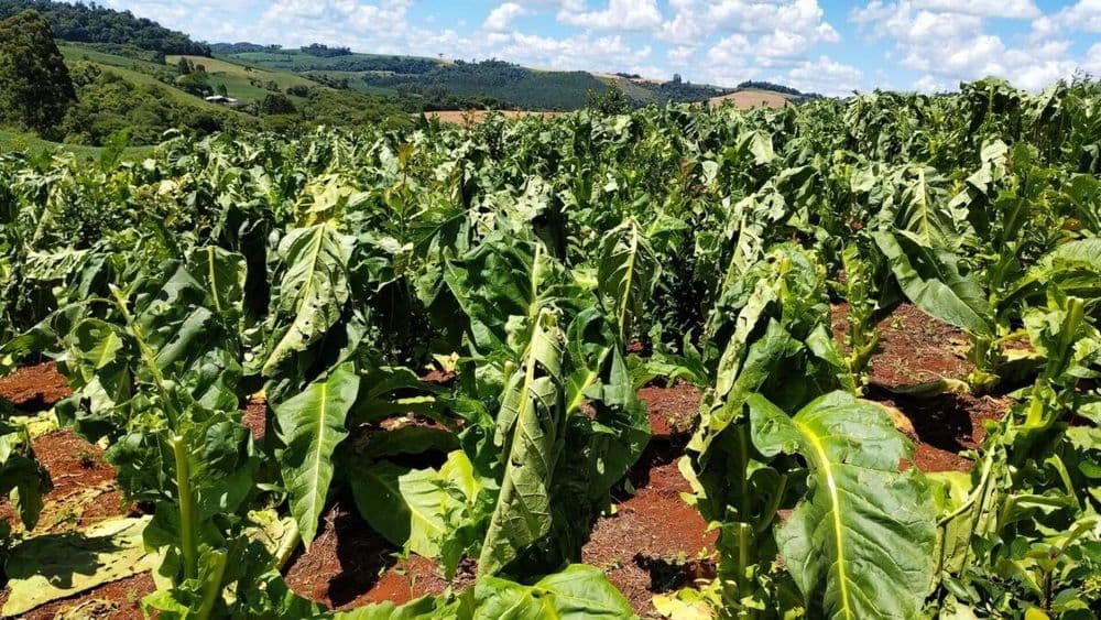 Granizo já atinge cerca de 13,8 mil produtores de tabaco