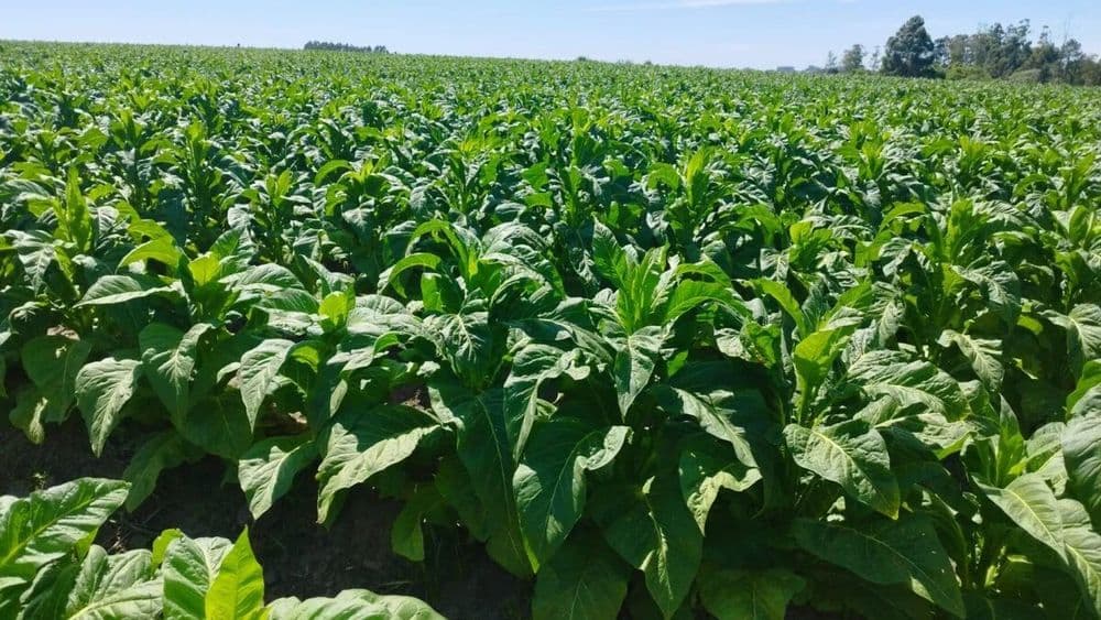 Safra de tabaco 2025/2026 será menor que a anterior