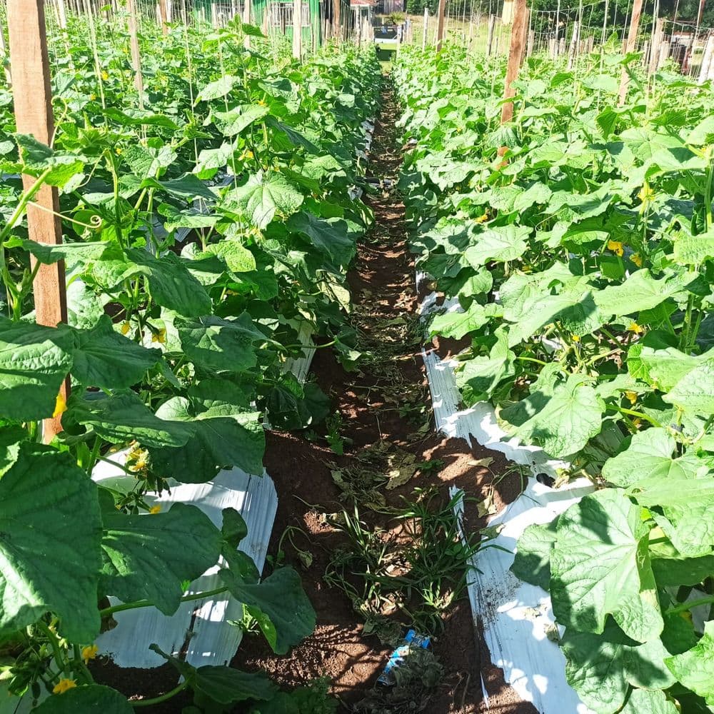 Agricultura familiar em Prudentópolis: produção de pepino garante renda e valoriza o homem do campo