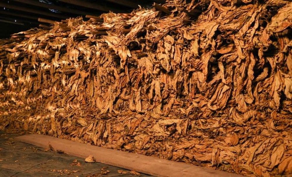 Preço do tabaco: primeira rodada termina sem acordo entre produtores e fumageiras