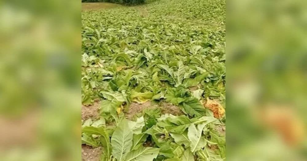 Produtor de Irati tem lavoura de tabaco destruída durante ataque criminoso