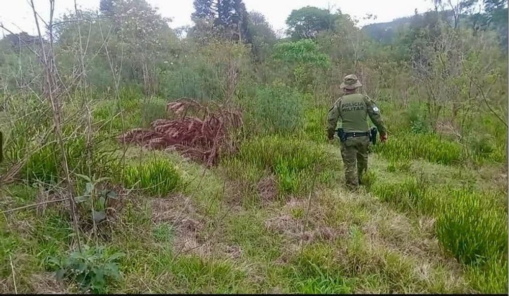 Polícia Ambiental flagra corte ilegal de 139 pinheiros em Irati e multa chega a quase R$ 70 mil
