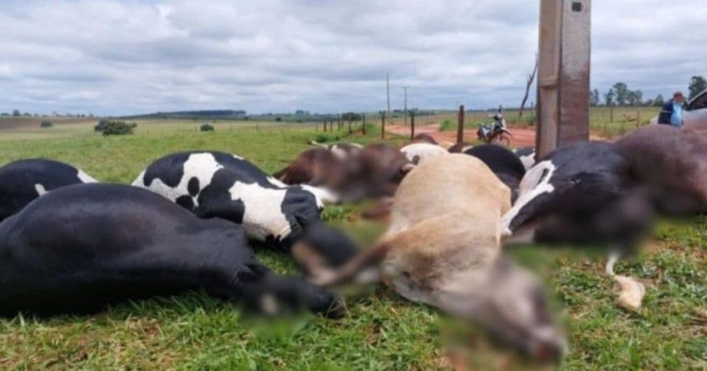 Descarga elétrica causa morte de 19 vacas em propriedade rural do Paraná
