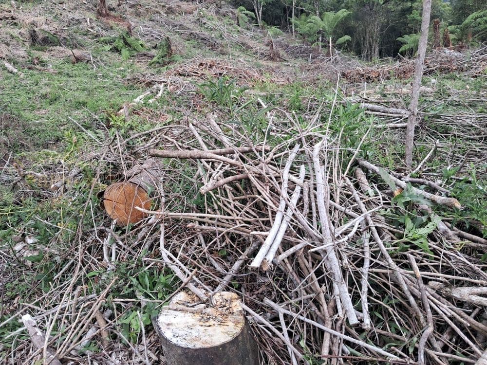 Em Inácio Martins, Polícia Ambiental aplica multa de R$ 42 mil por desmate ilegal na APA da Serra da Esperança