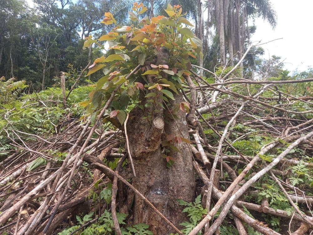 Desmatamento ilegal em área protegida rende multa de R$ 112 mil em Prudentópolis