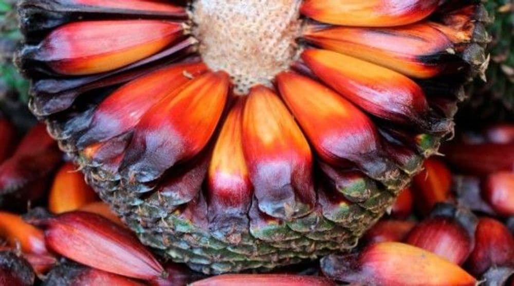 Colheita do pinhão no Paraná é adiada para 15 de abril para garantir preservação da araucária